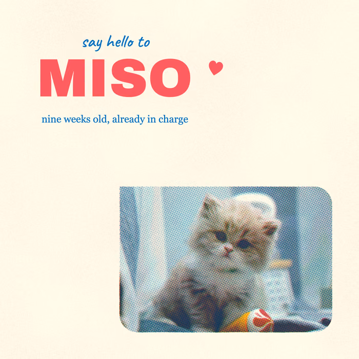 Una tarjeta cuadrada: un gatito de pelo esponjoso en una pequeña impresión abajo a la derecha, y encima «say hello to MISO» en azul y rosa