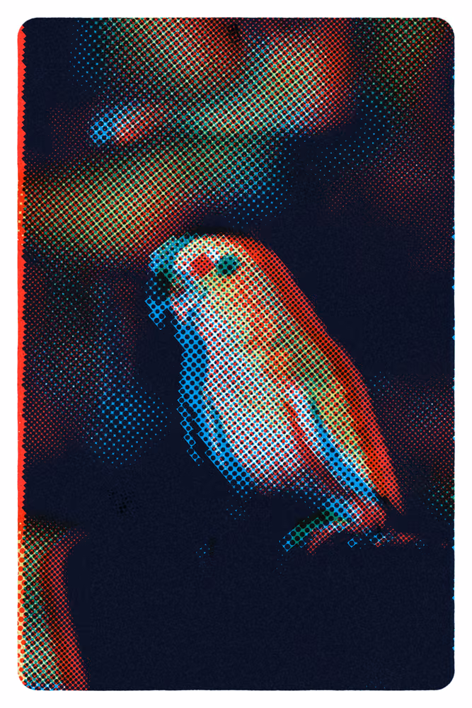 A parrot on a black ground, its four plates visibly out of register
