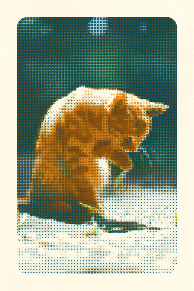 A ginger cat washing itself on a very coarse green and yellow screen
