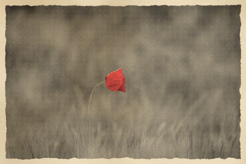 A lone red poppy in a grey field, two inks
