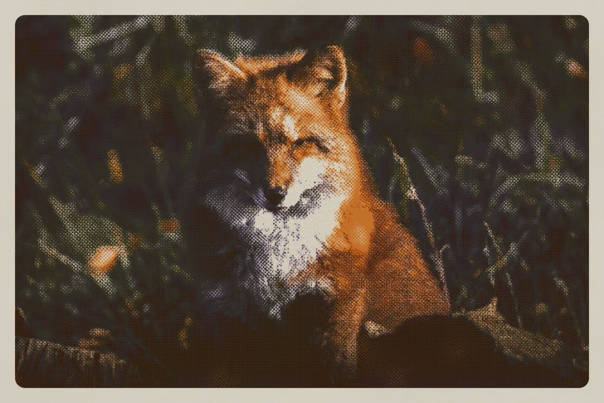 A red fox in dark undergrowth, part halftone and part grain