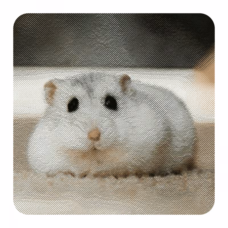 A white hamster lying down, in four soft inks