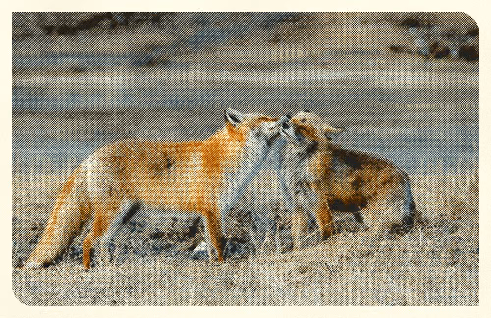 Two foxes touching noses in dry grass