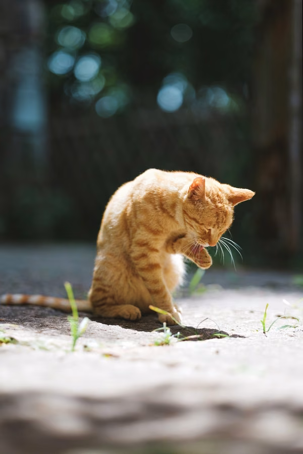 Cat Licking: the photograph it was printed from