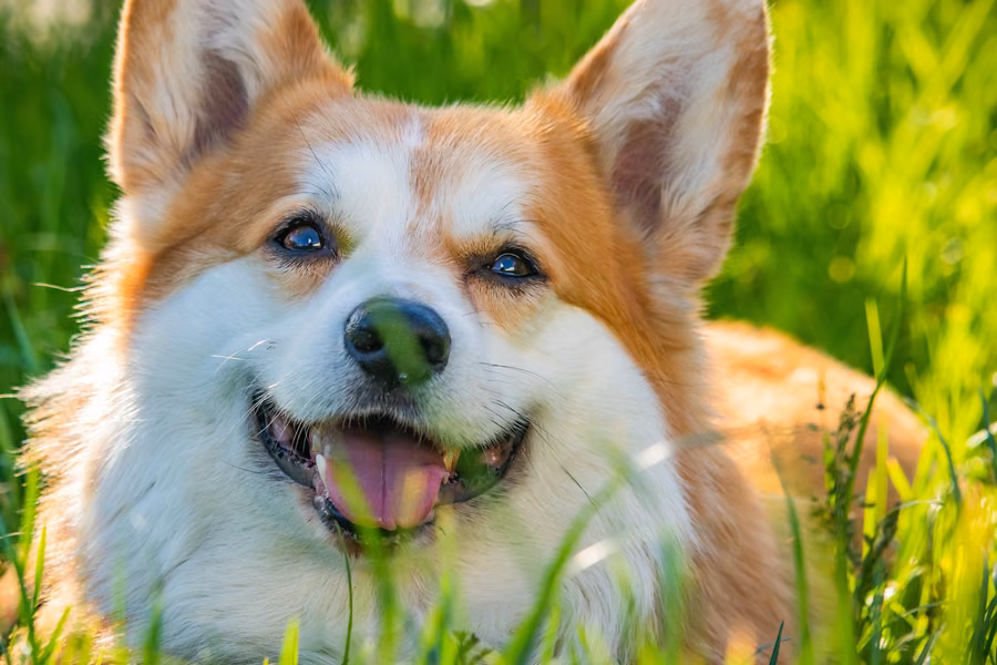 Cute Dog: the photograph it was printed from