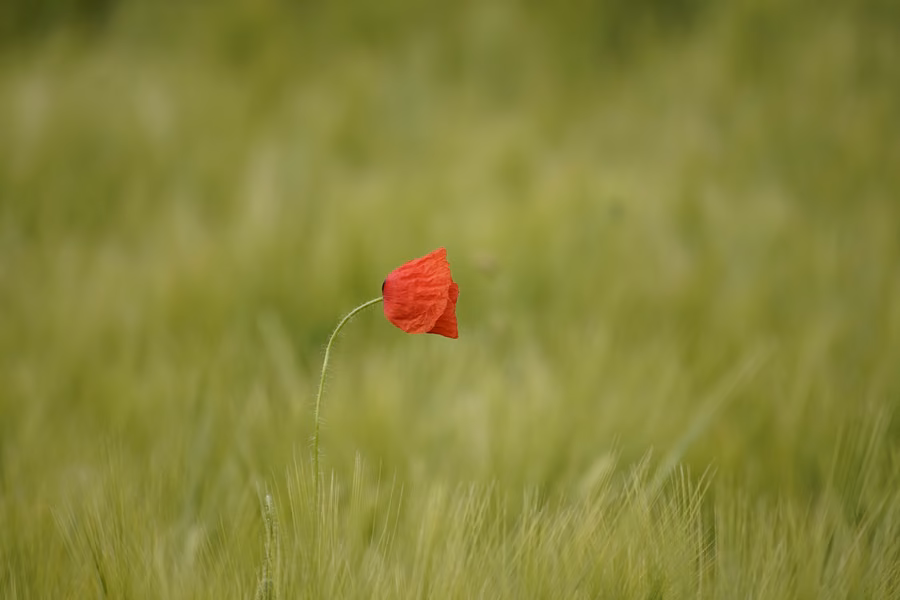 Flower: the photograph it was printed from