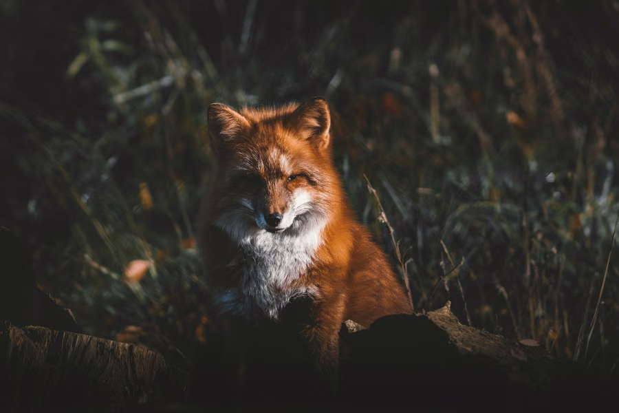 Fox: the photograph it was printed from