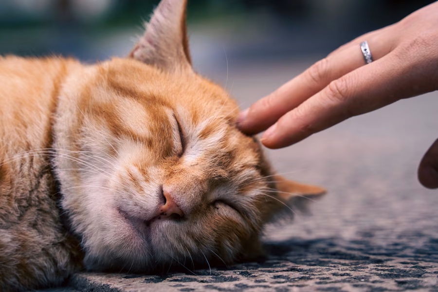 Sleeping Cat: the photograph it was printed from