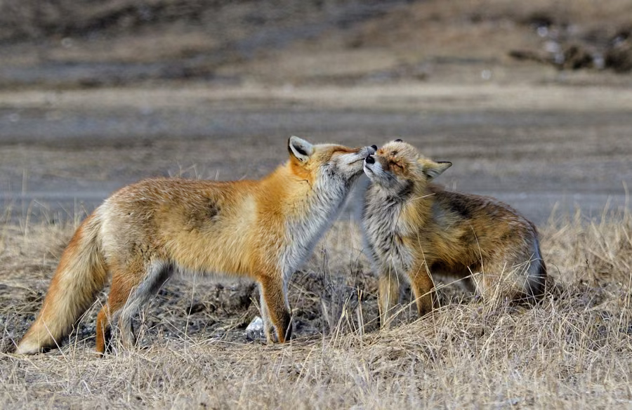 Two Foxes: the photograph it was printed from