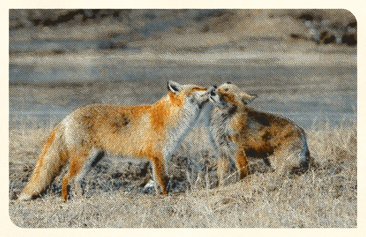 Two Foxes: the print, 5 inks on warm stock