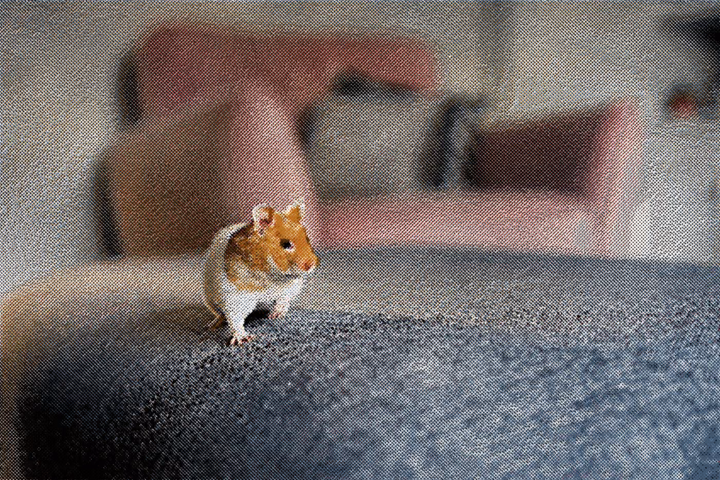Walking Hamster: the print, 6 inks on white stock